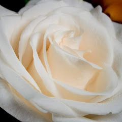 White Rose Guidance avatar