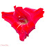 0YXQlH15--A-channel-avatar-Mi Huerto