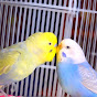 Budgie Breeder1 logo