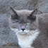 -eXlxmXiT8E-channel-avatar-ちゅー猫チャンネル