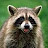 Raccoon Tx1