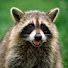v5pon6z8IyU-channel-avatar-Raccoon Tx1