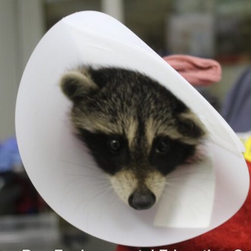 The Wildlife Rehabilitation Channel profile avatar