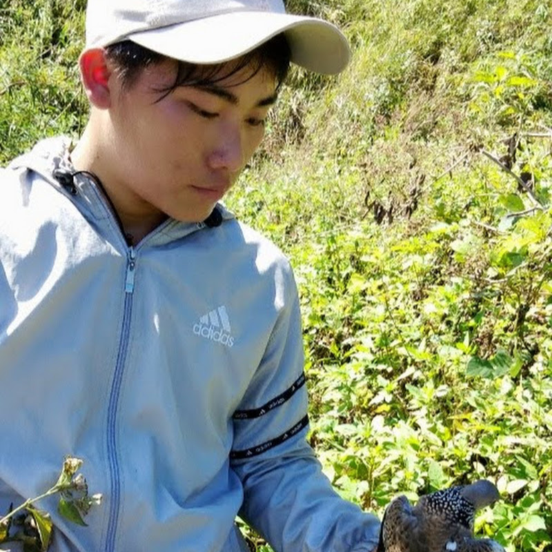 Chim Cu Gáy Nguyễn Trí