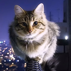 銀ちゃん