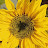 @Sunflower-um6nq