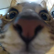 jamuomii