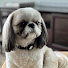zbUfsHYKpt8-channel-avatar-General Pet Grooming