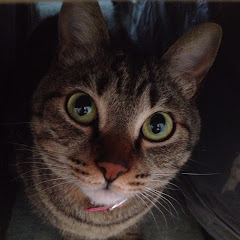 ゆっくり博物館