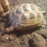 53bwuiQ90Ss-channel-avatar-Tortoise Shed