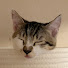 teEHiPFYT0M-channel-avatar-猫のマサとDIY