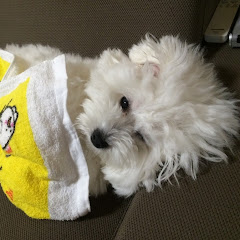 よく寝るぽんくん