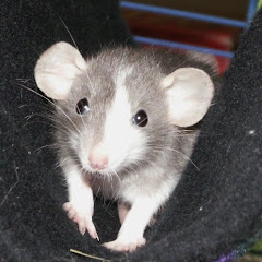 蛟みずち（mizuchi）