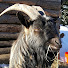 EF3vdJ_R7Ug-channel-avatar-Crazy Goat Brain