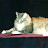 @lovemaincoons2078's avatar