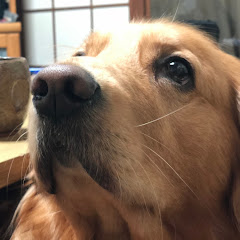 ゴールデンレトリバーriorio