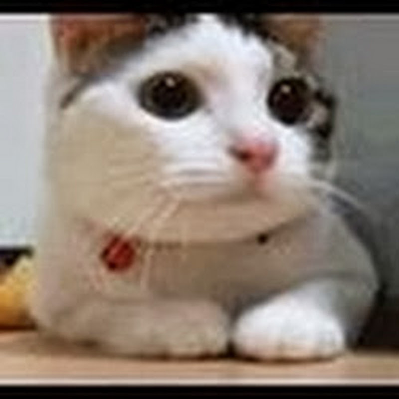 satussy
