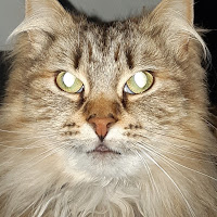 10th Man profile image