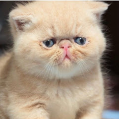 【エキゾッチック】ダンディの部屋