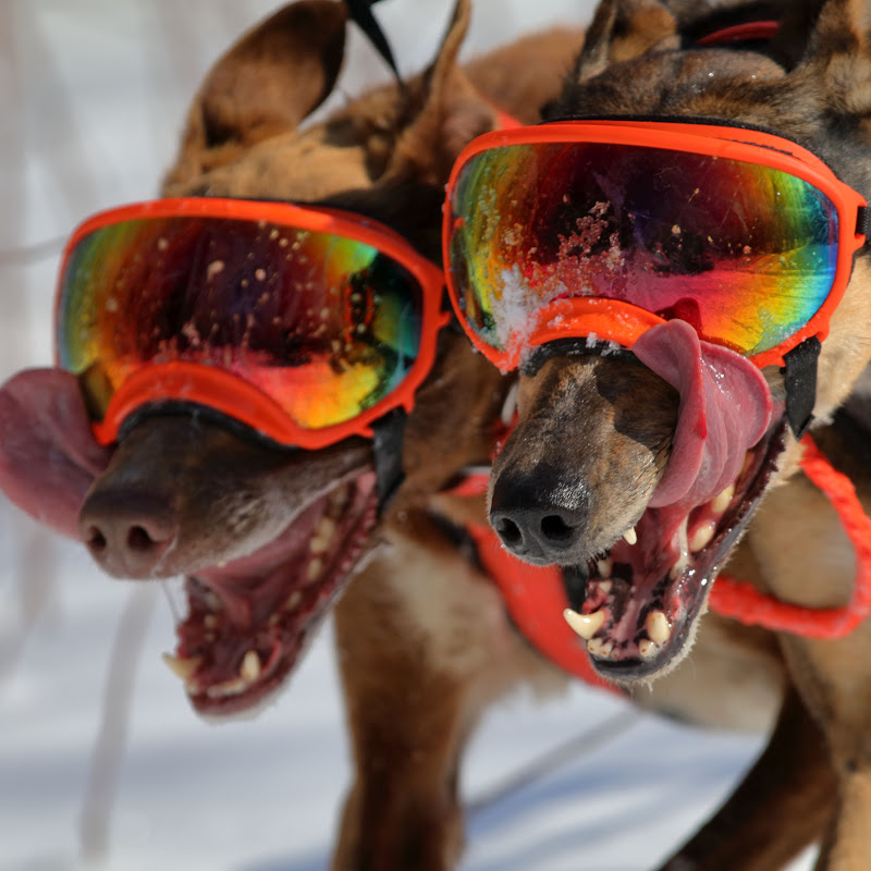 Endurance Kennels LLC