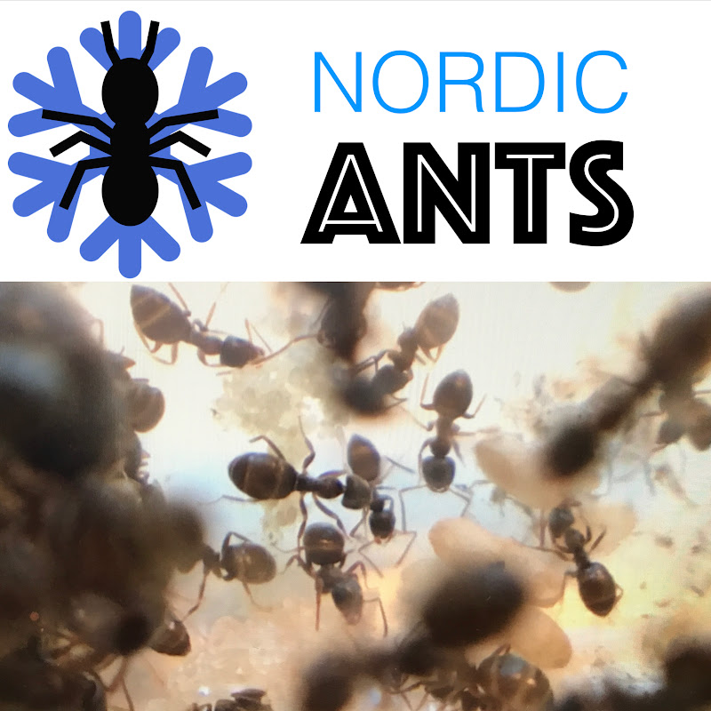 Nordic Ants icon
