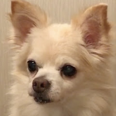 レオちゃんねる