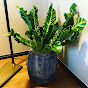 観葉植物チワワとのチャンネルアイコン