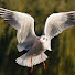 W22UrX75rBs-channel-avatar-Peaceful Scenes