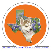 Central Texas Husky
