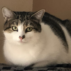 Cece喵アイコン画像