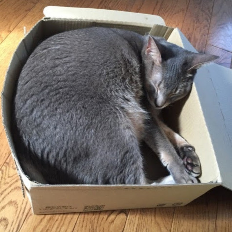 Cat Melon