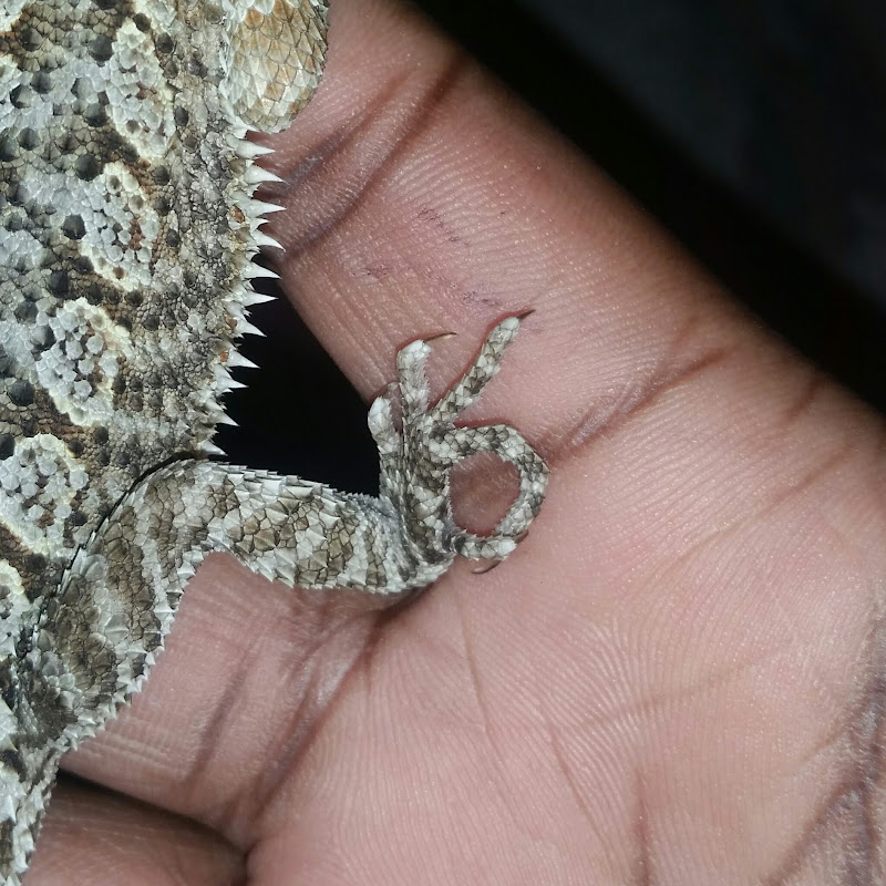 SuperDragoGT