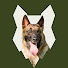 T-CY2S16YJA-channel-avatar-Fenrir Malinois Show