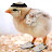@34T3R Avatar