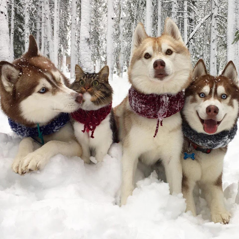 Lilothehusky