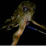 aaQWYA7VoXo-channel-avatar-Squidian The Bo Fish