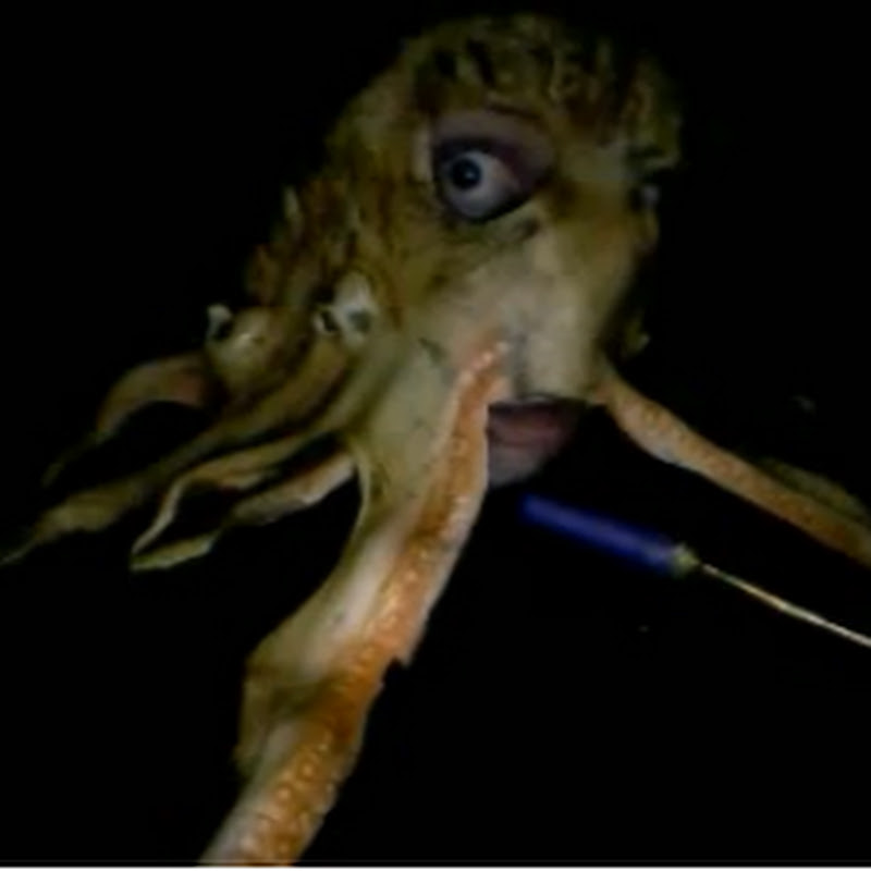 Squidian The Bo Fish