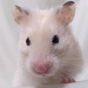 RocketZAOIビーチテニスプレーヤー