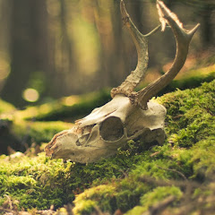 Necro TVアイコン画像