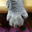 @cat.save.the.world.