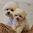 @bichon_miniminsik6247