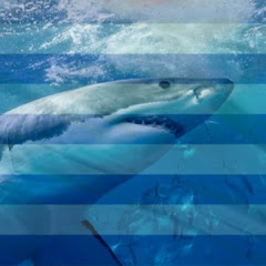 Sharks In Greece channel logo