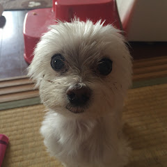 Shinチャンネル