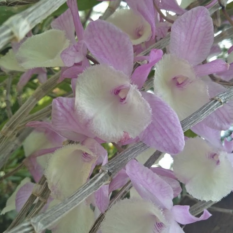A Fenatieri