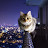 @High-life-city-cat