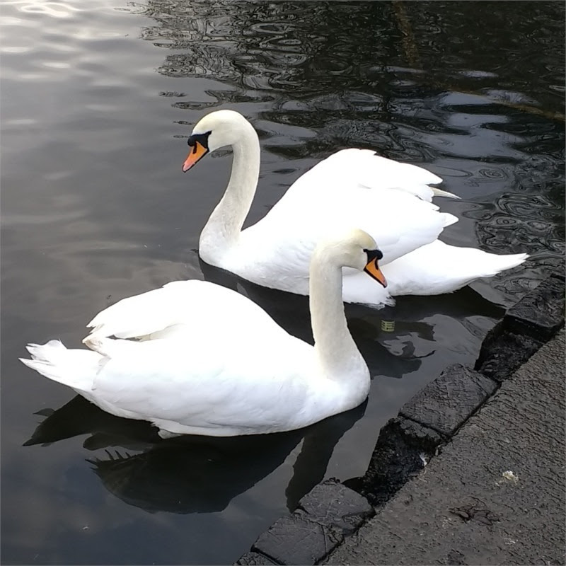 Dedridge Swan Diary