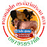 eN_hQbwHKGg-channel-avatar-ตลาดนัดโค กระบือวังประจบ ตาก Byโกตั๊ก