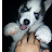 @zombiepuppies7706