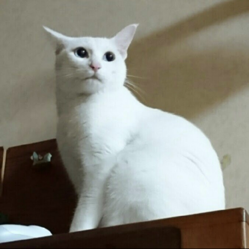 Aidro mvl9zu 7qddezsotag1wbh39xi5pbzj7bcptts7j 0la=s800 c k c0x00ffffff no rj