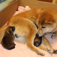 柴犬むぎが赤ちゃんを産んだアイコン画像